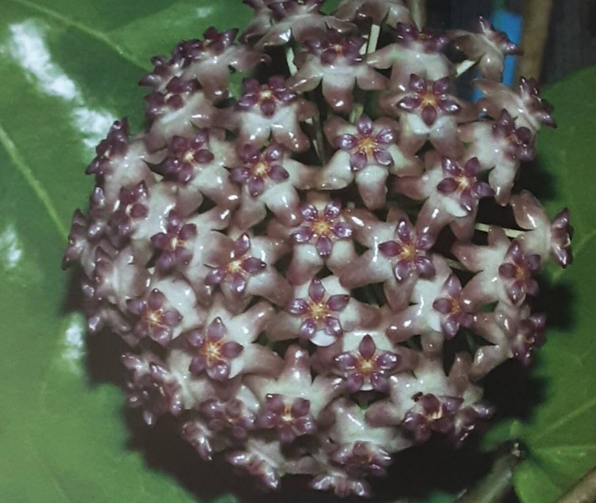 Hoya glabra flower