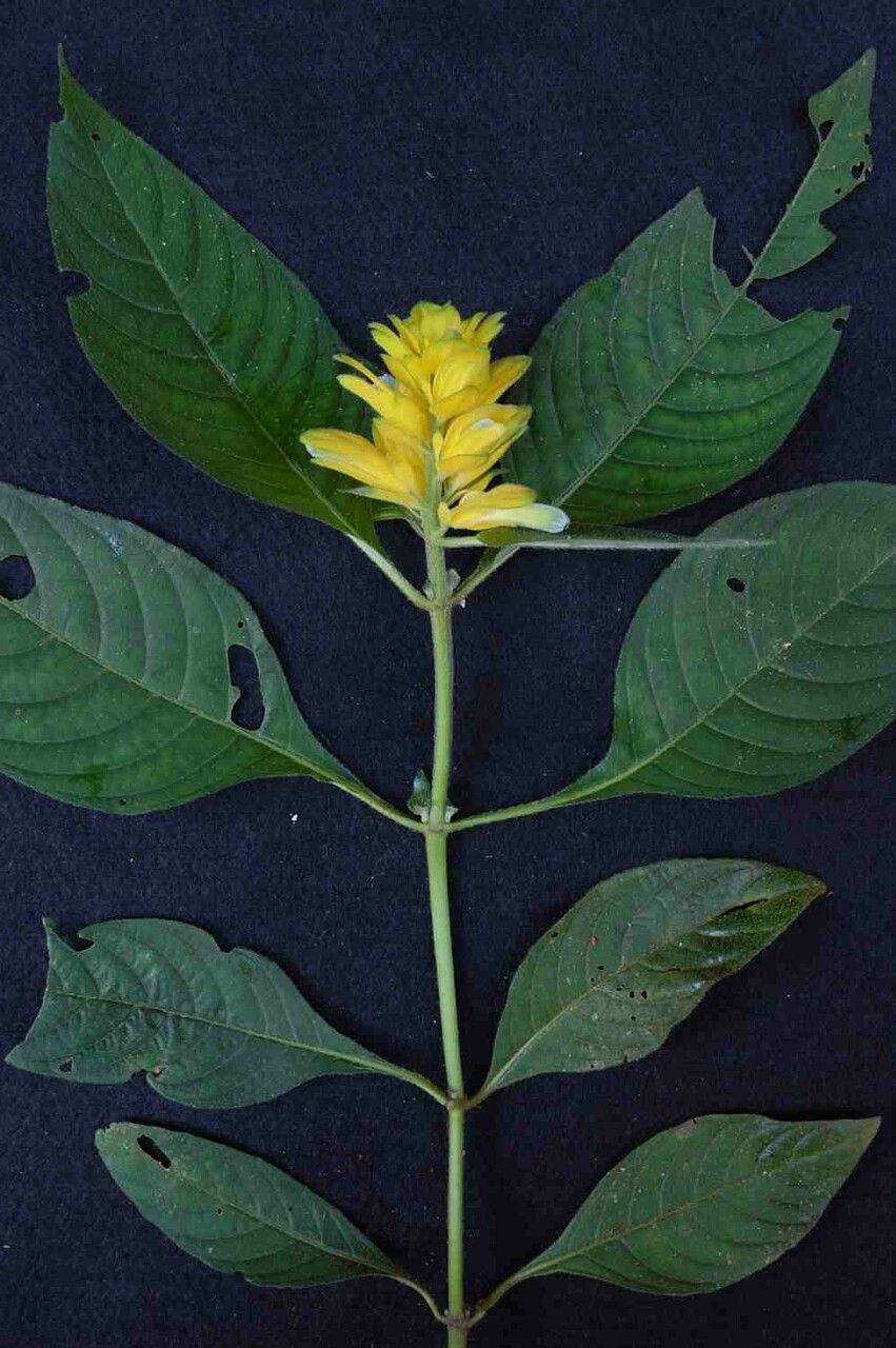 Staurogyne anigozanthus flower