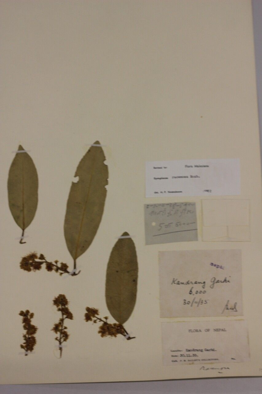 Symplocos racemosa other