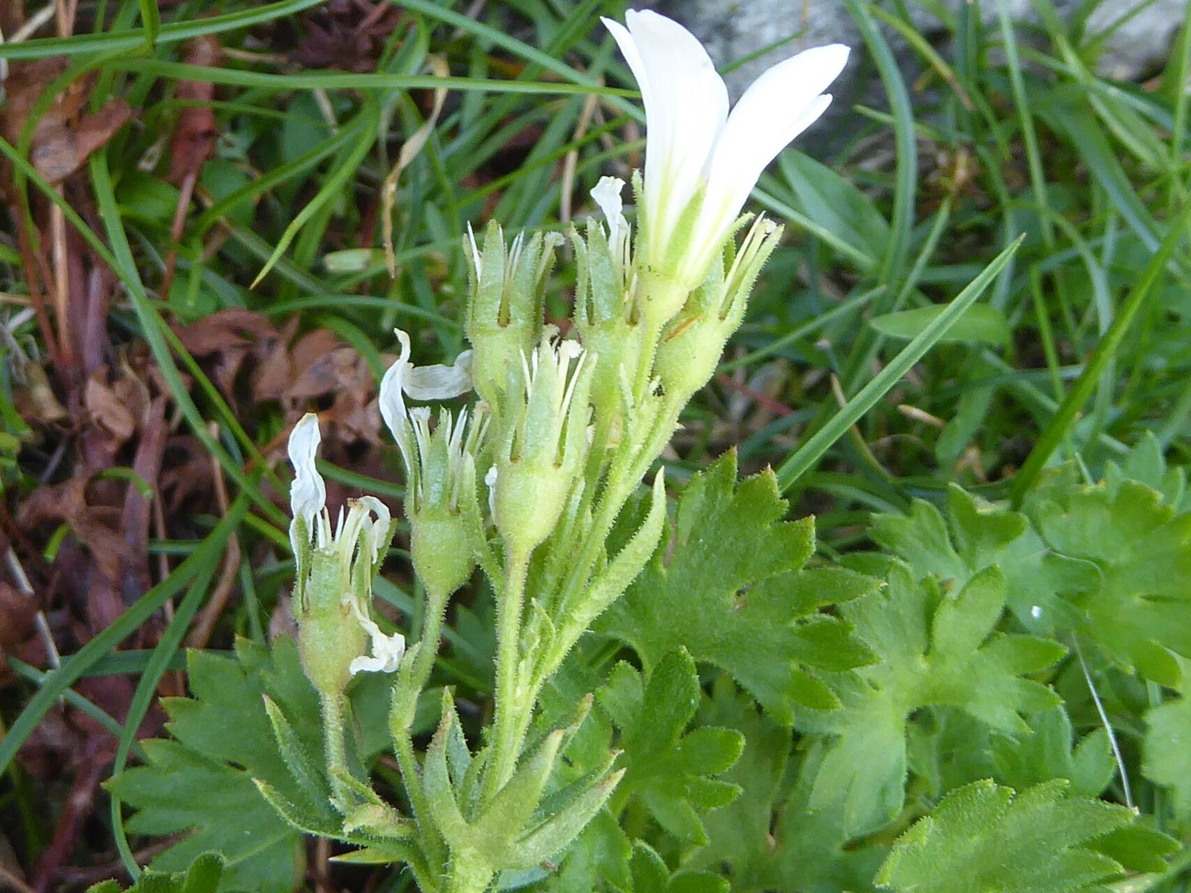 Saxifraga geranioides flower