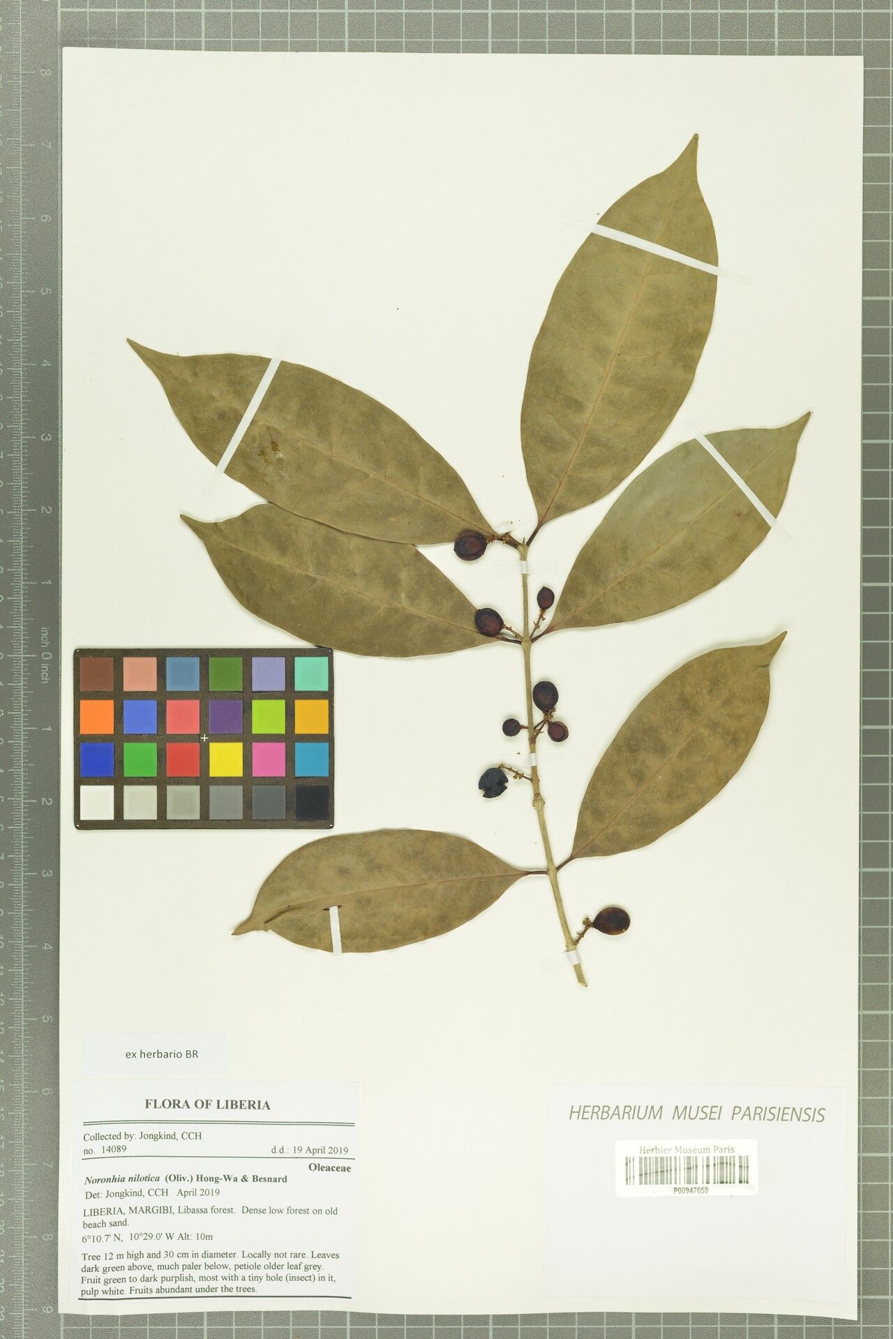 Noronhia nilotica — search result for 'Noronhia'