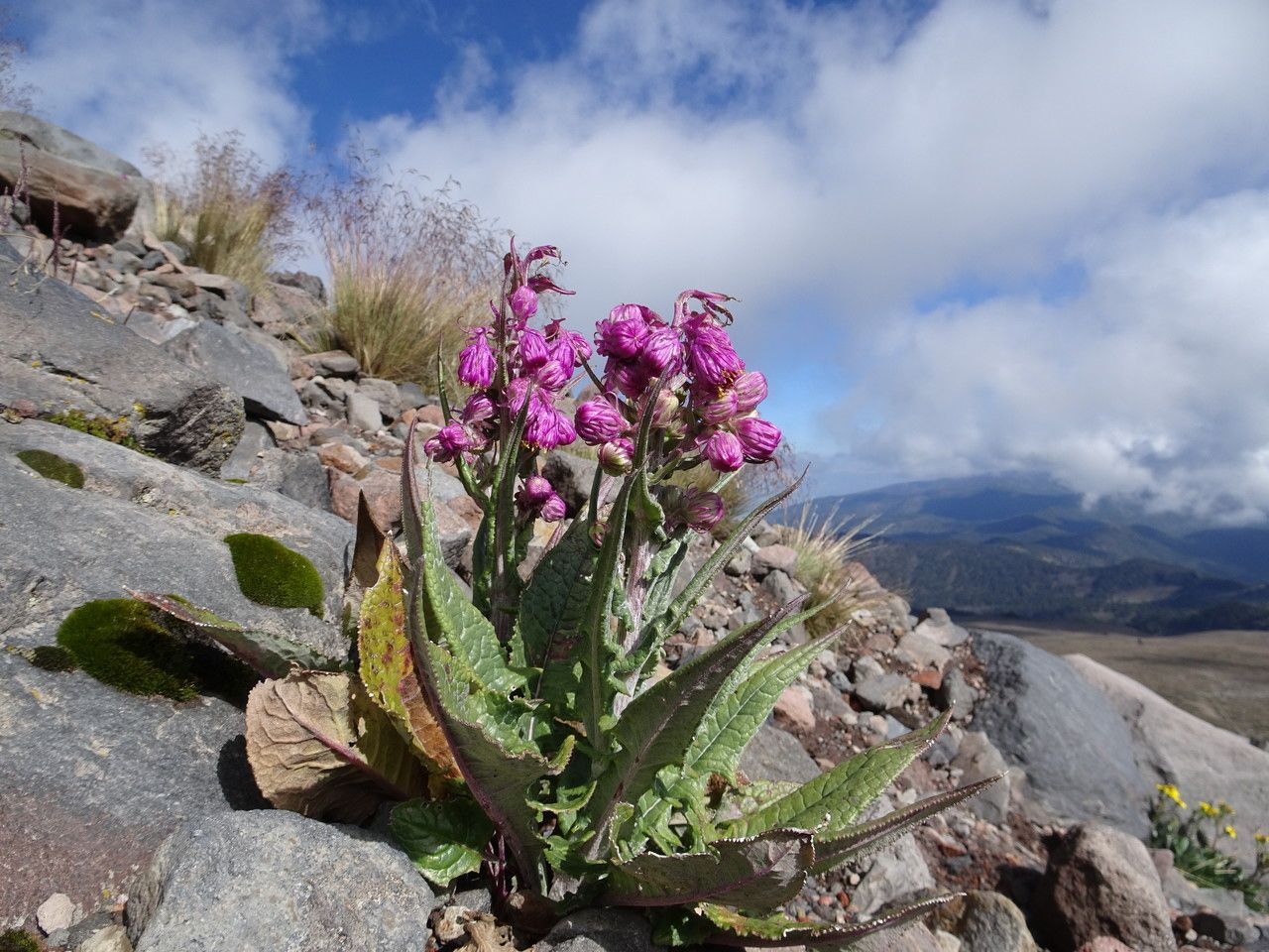 Senecio roseus habit