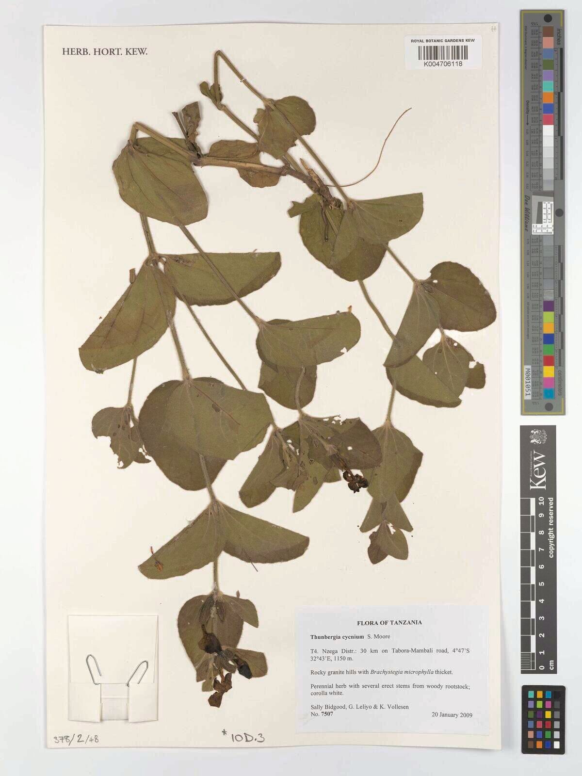 Thunbergia cycnium — search result for 'Thunbergia'