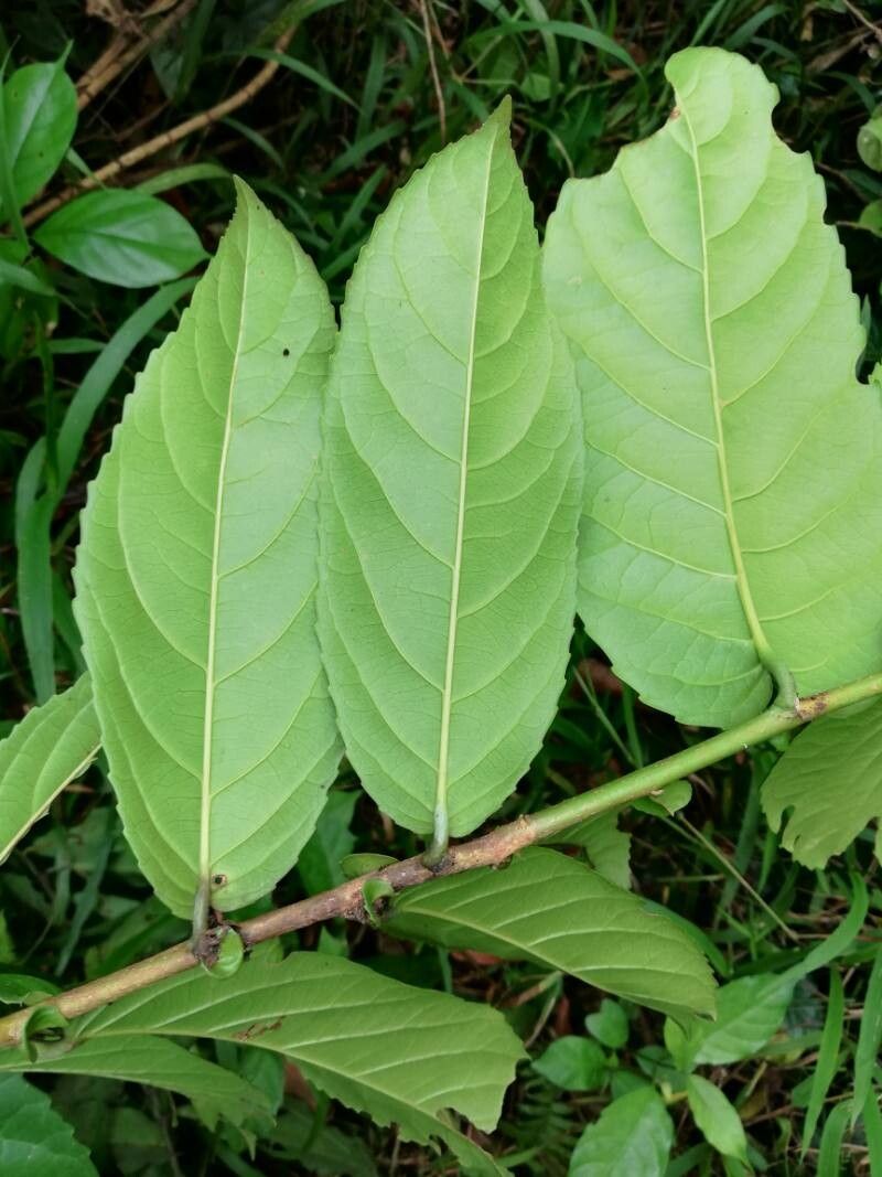 Homalium africanum — related species from the same genus