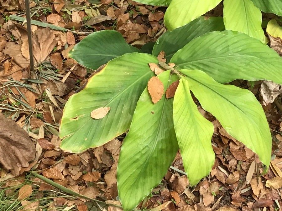 Hedychium thyrsiforme — search result for 'Hedychium'