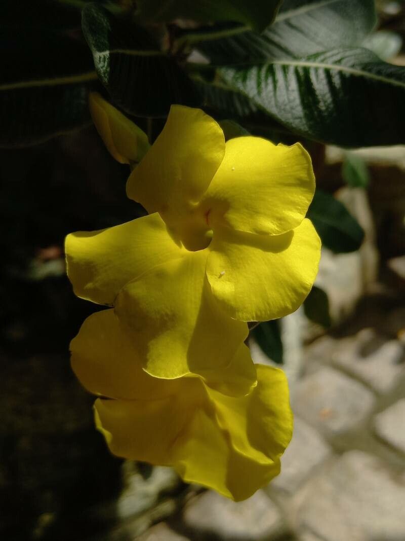 Pachypodium rosulatum flower