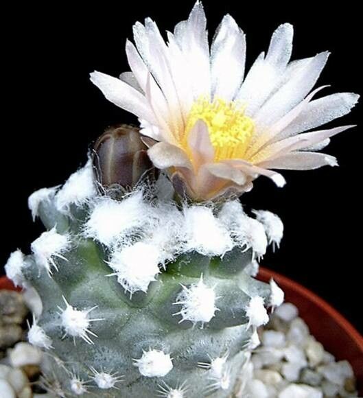 Pediocactus bradyi habit