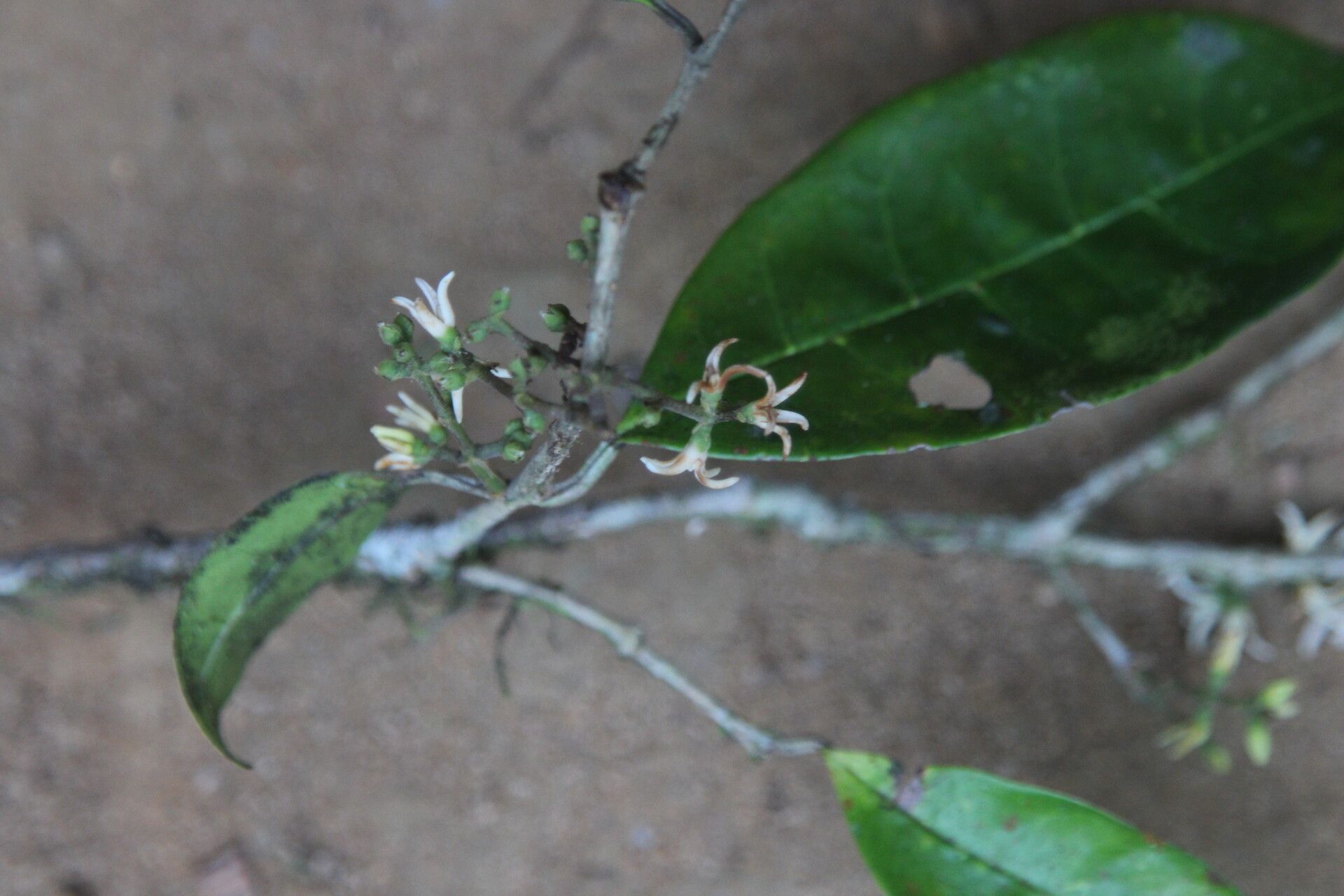Noronhia africana flower