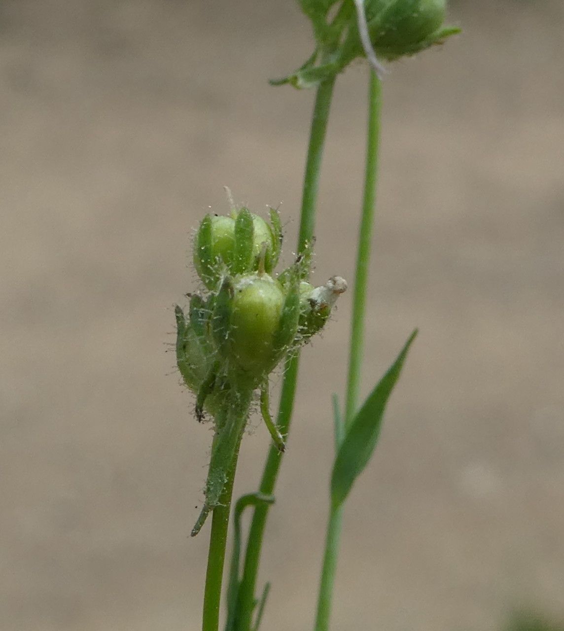 Linaria arvensis fruit
