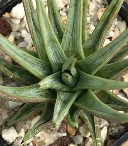 Agave rzedowskiana — houseplant care guide