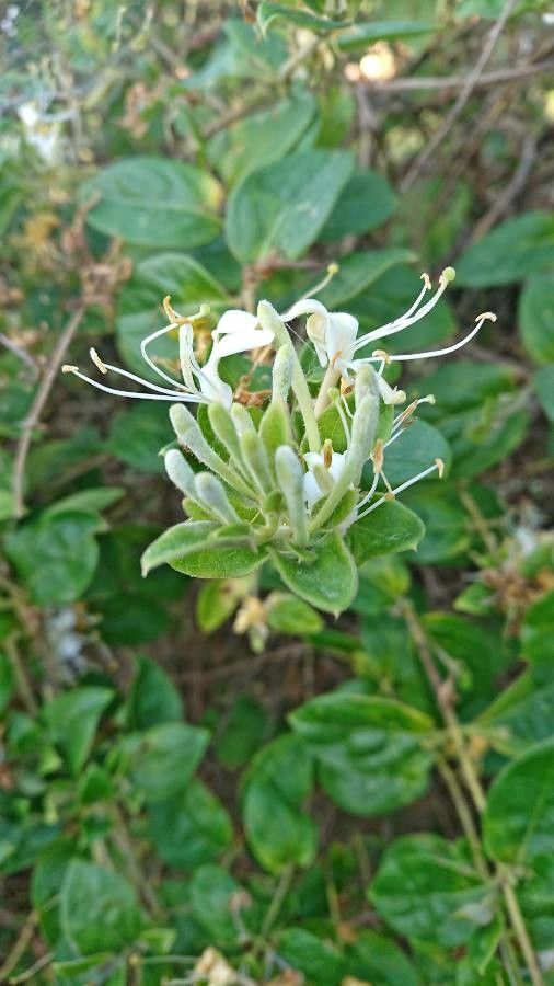 Petalonyx nitidus — houseplant care guide