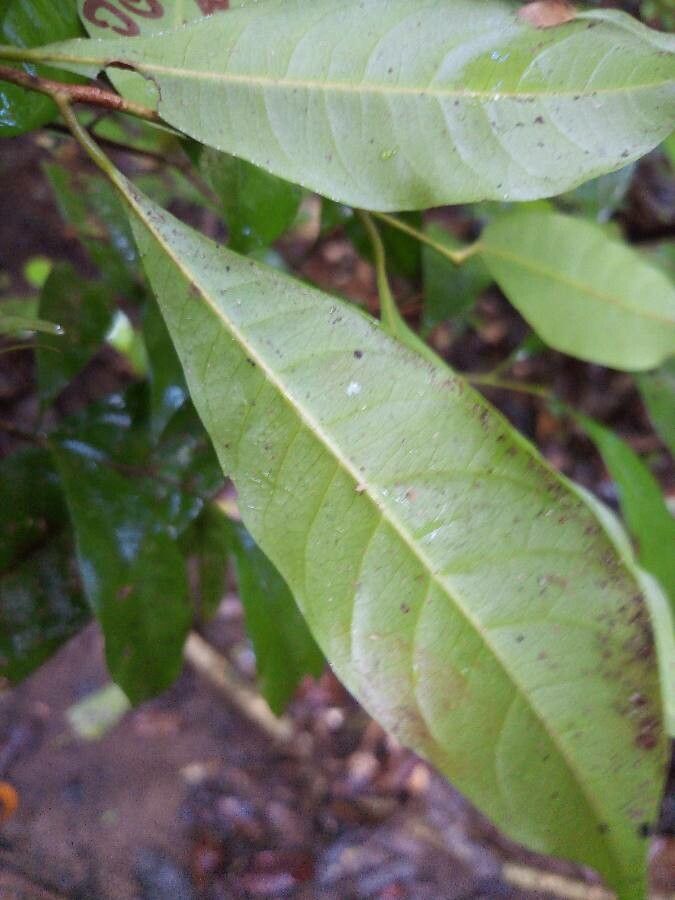 Pouteria sagotiana leaf