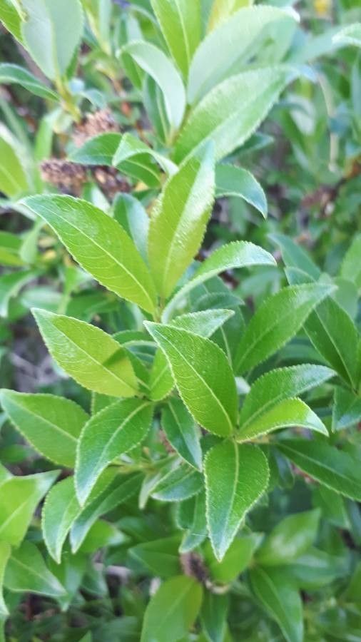 Salix glabra — houseplant care guide