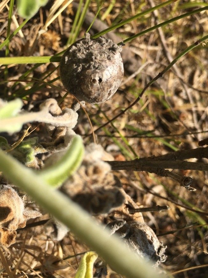 Salvia fruticosa fruit
