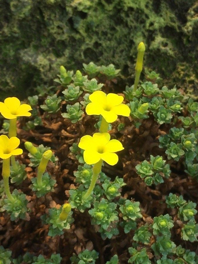 Dionysia iranica flower