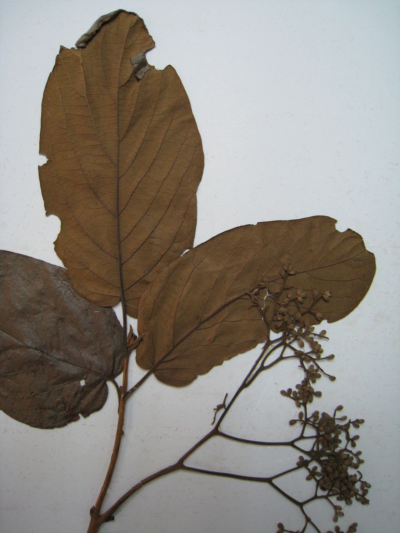 Cordia fallax — houseplant care guide
