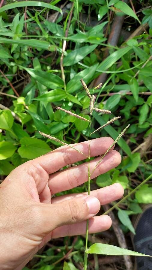 Paspalum paniculatum flower