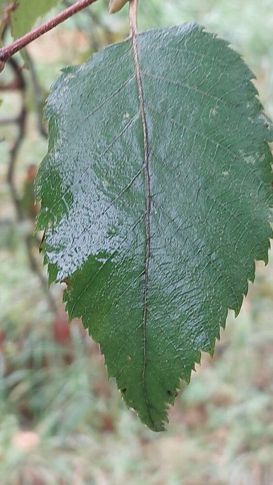 Betula × caerulea leaf