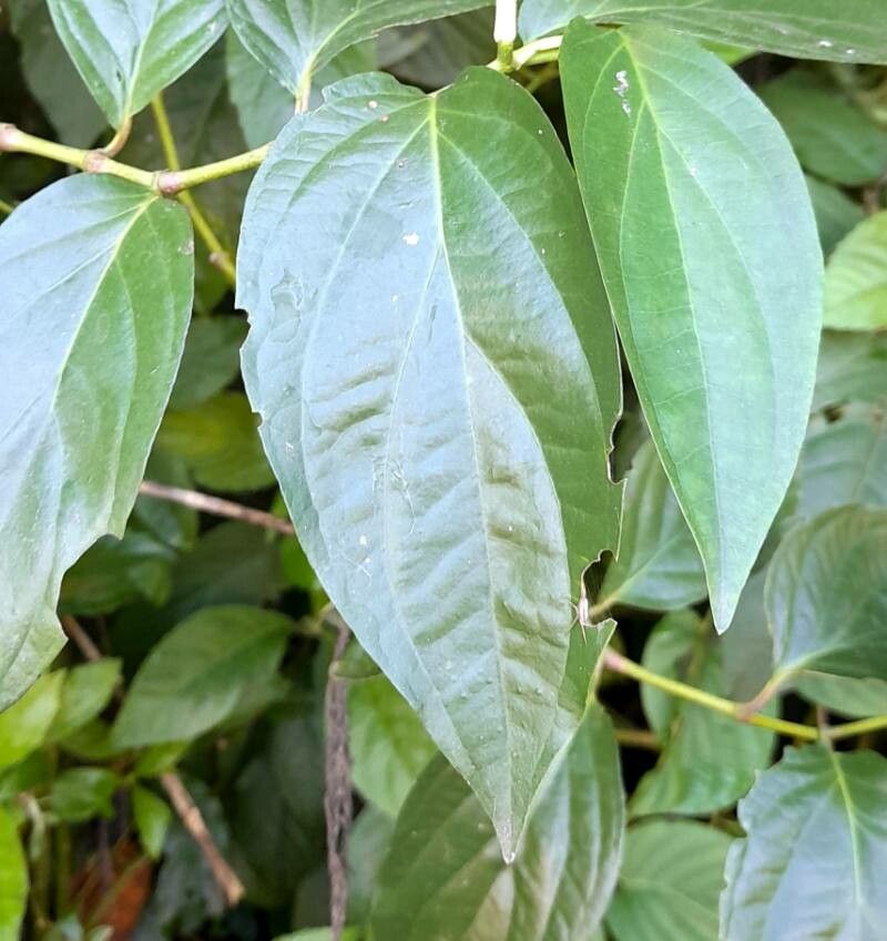 Piper tucumanum — search result for 'Piper'