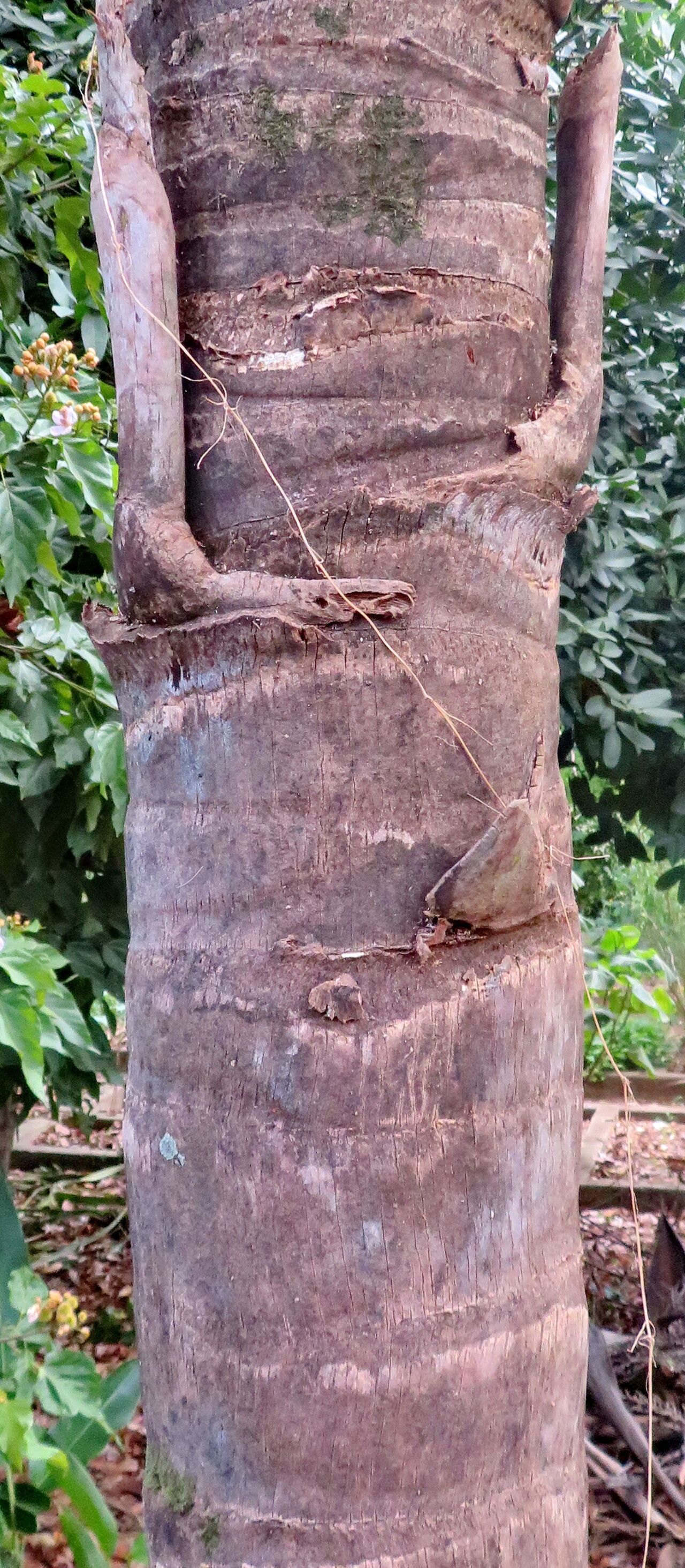 Syagrus yungasensis bark