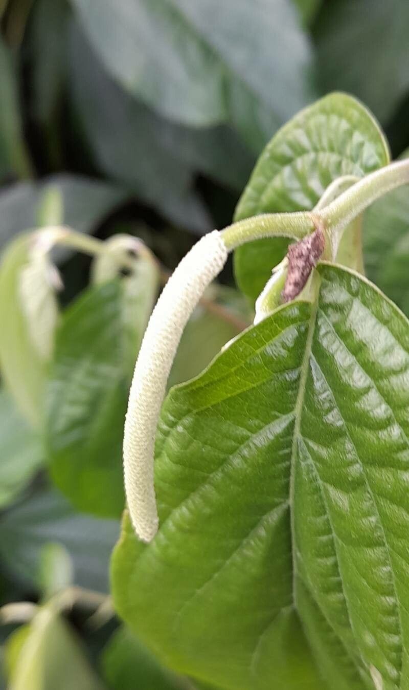 Piper amalago flower