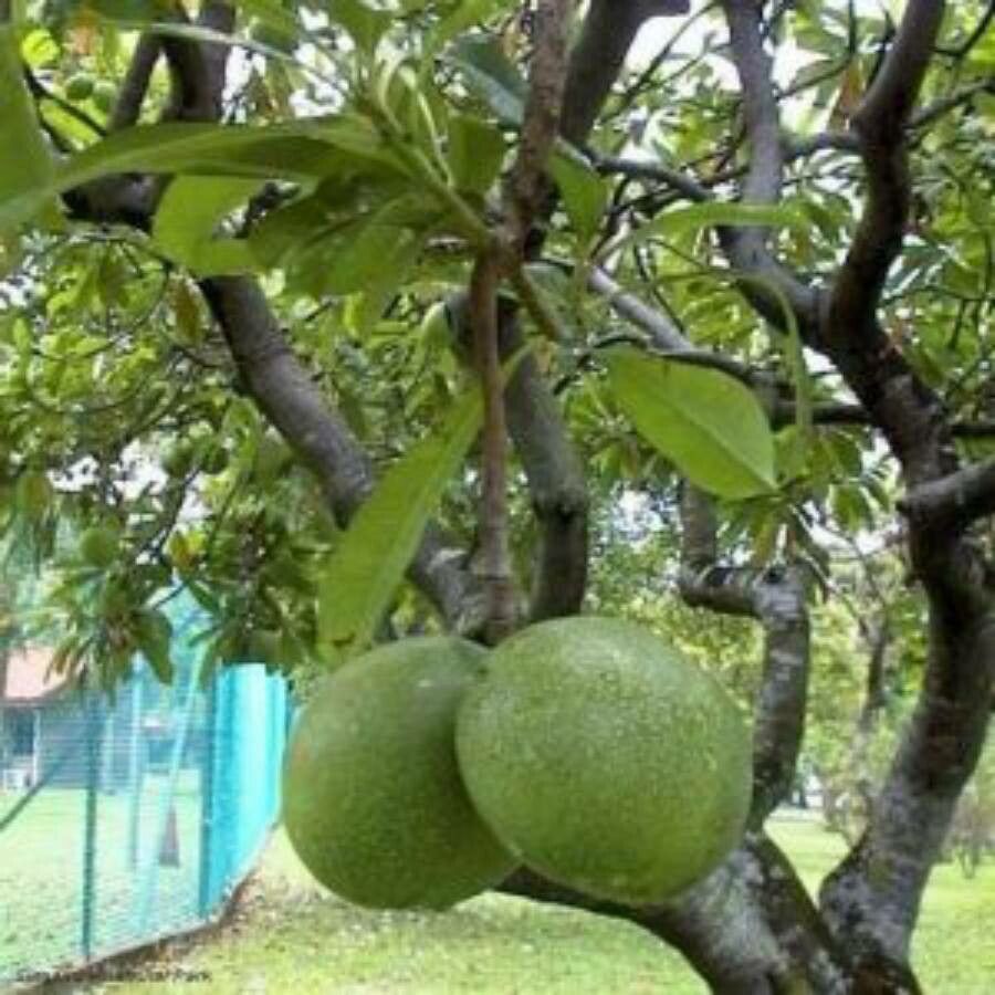 Cerbera odollam fruit