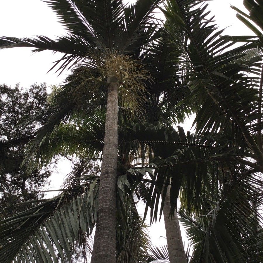 Archontophoenix alexandrae fruit