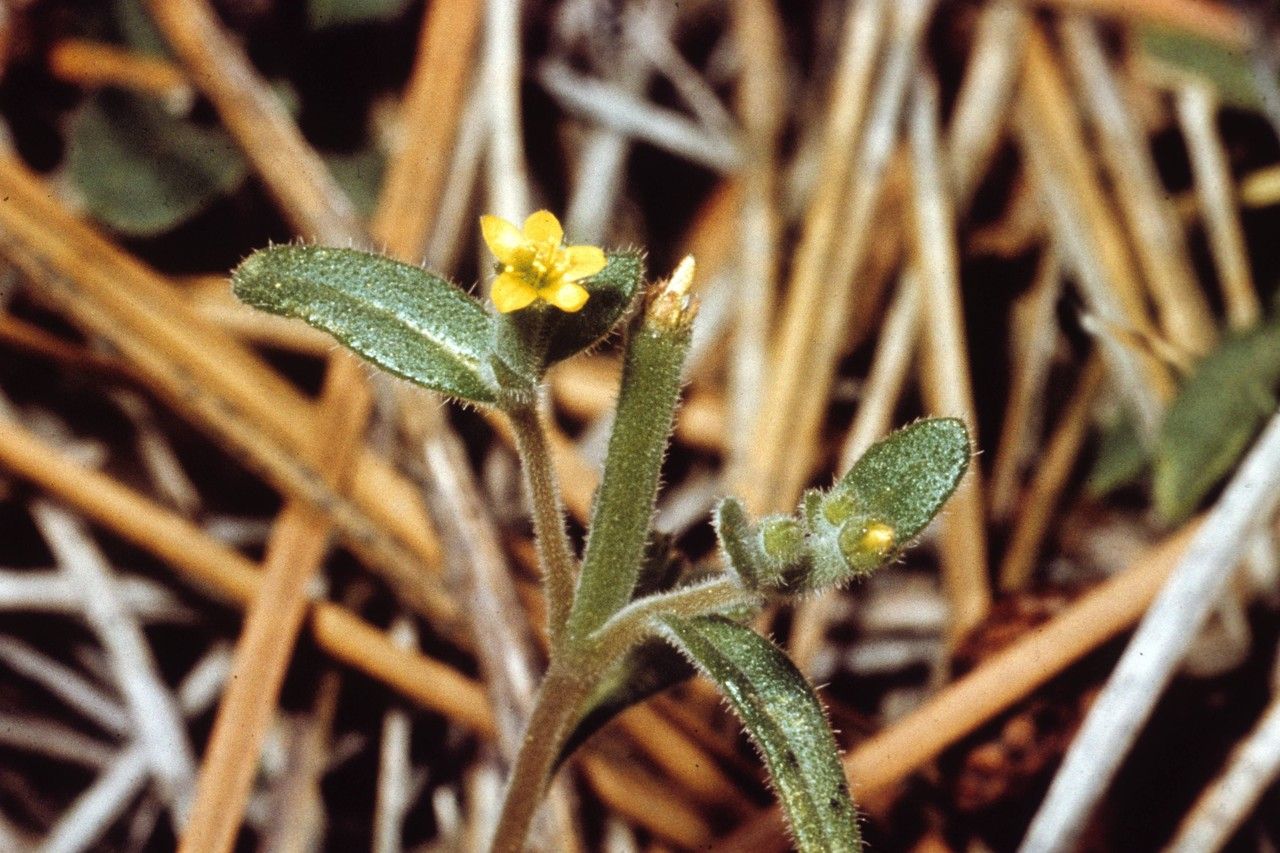 Mentzelia dispersa — houseplant care guide