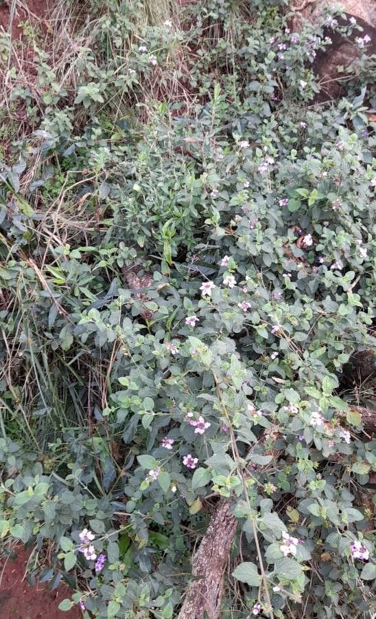 Lantana fucata habit