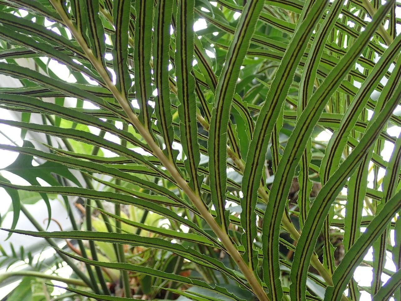 Blechnum brasiliense habit