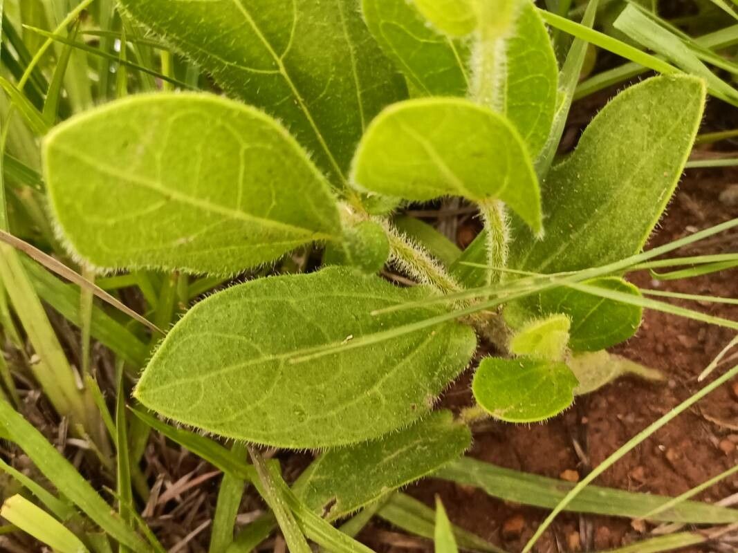 Thunbergia atriplicifolia