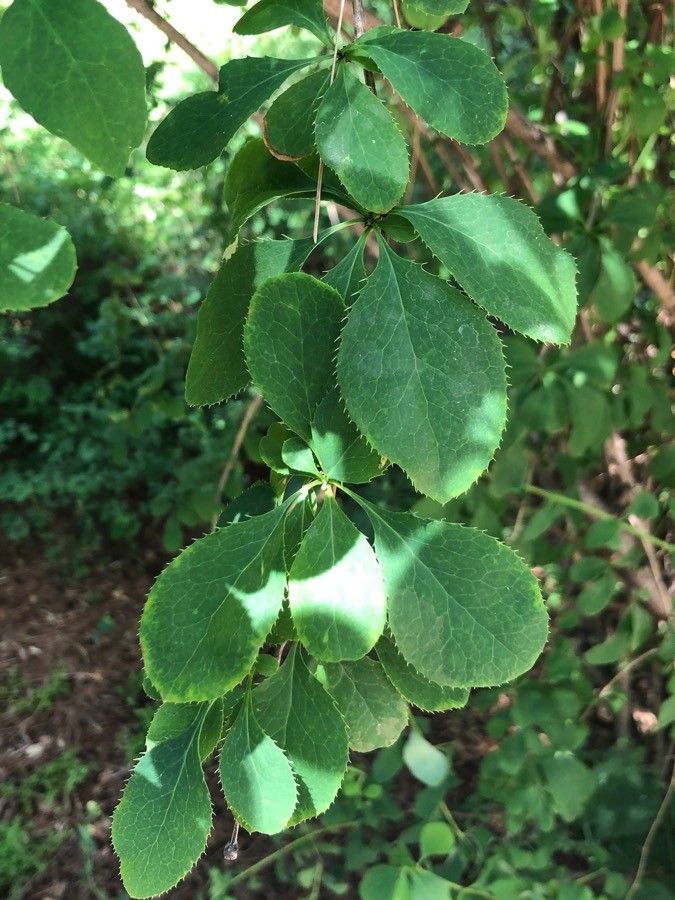 Berberis aridocalida — search result for 'Berberis'