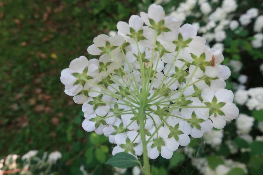 Spiraea trilobata flower