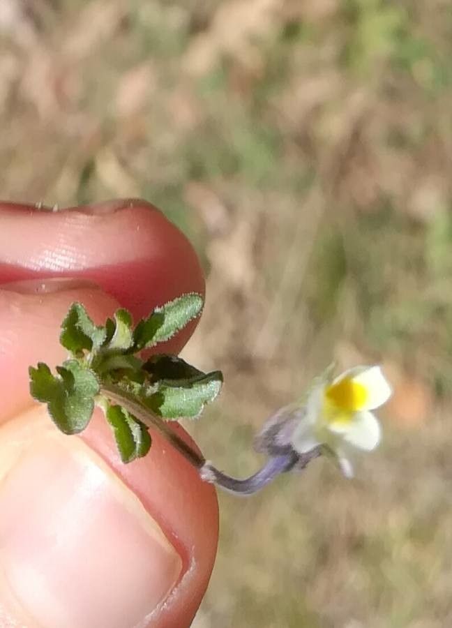 Viola kitaibeliana fruit