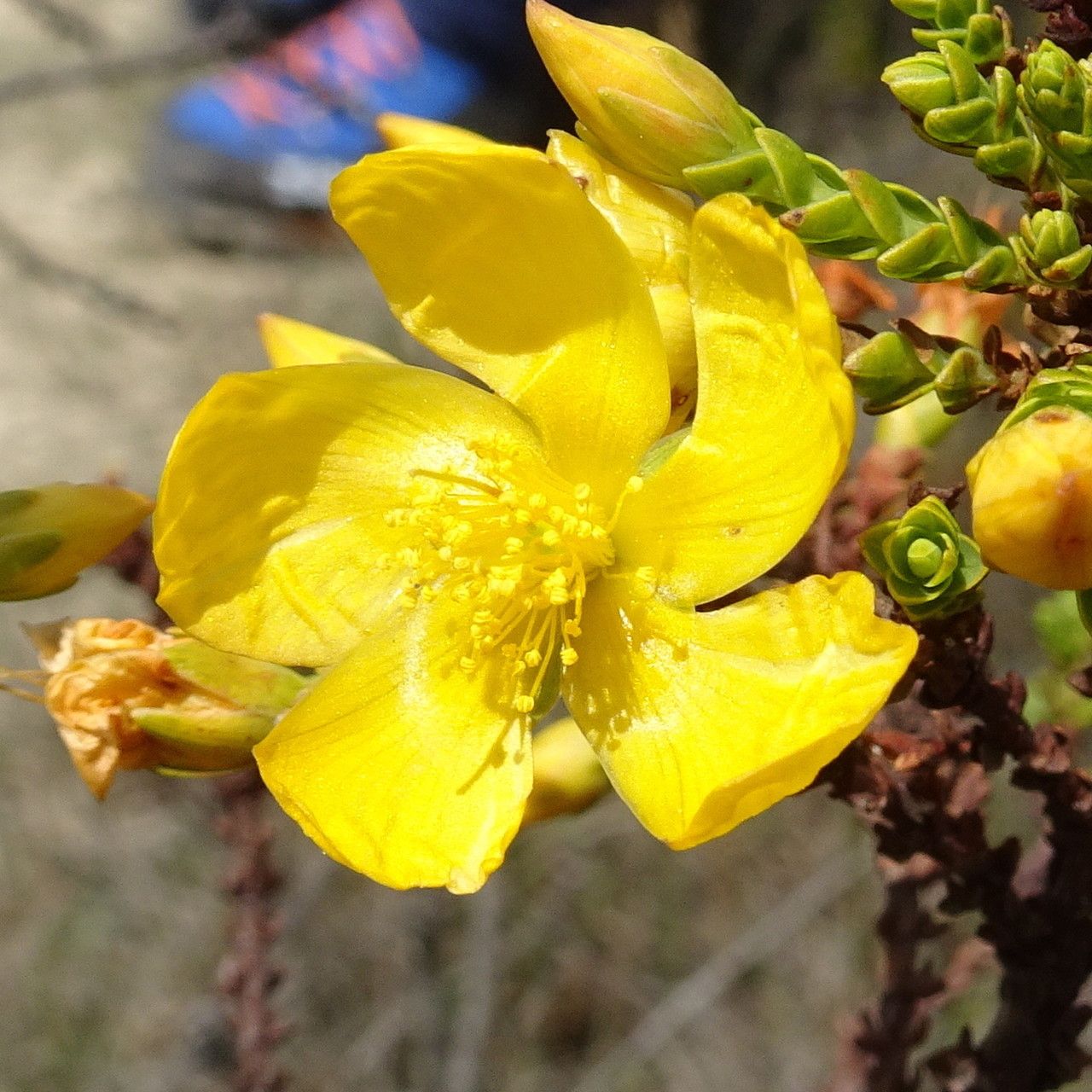 Hypericum goyanesii flower