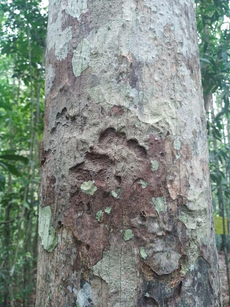 Barringtonia longisepala bark
