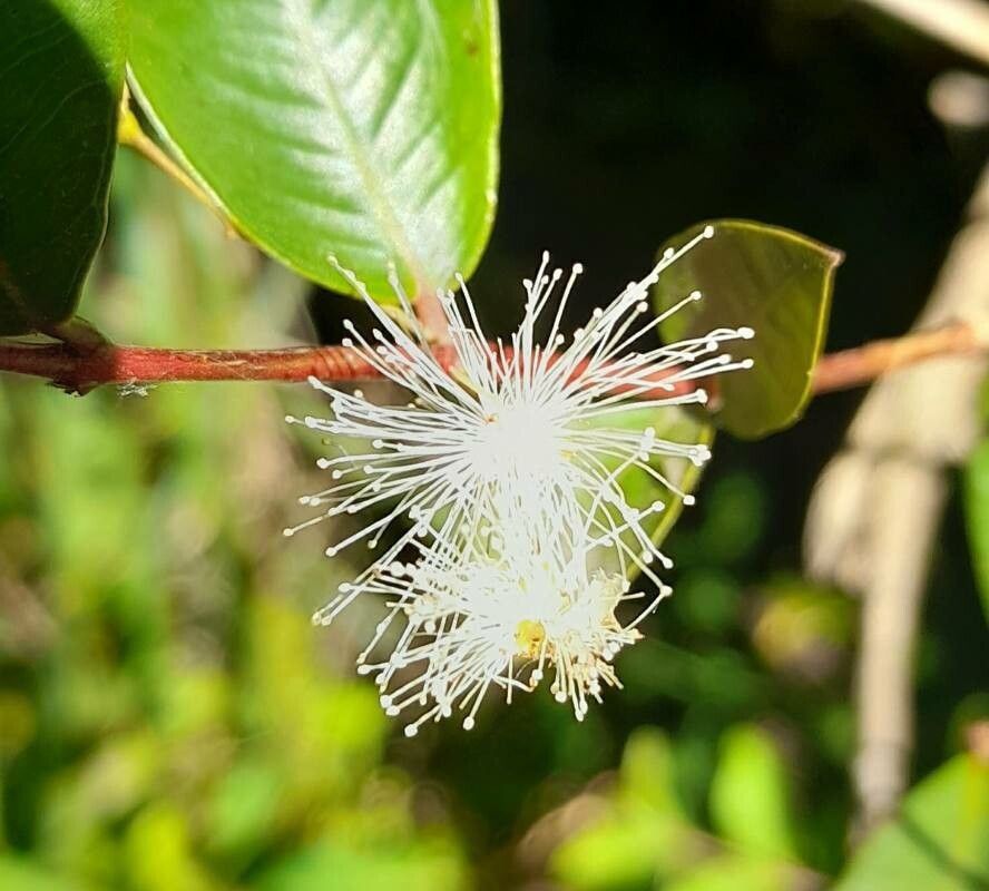 Blepharocalyx salicifolius flower