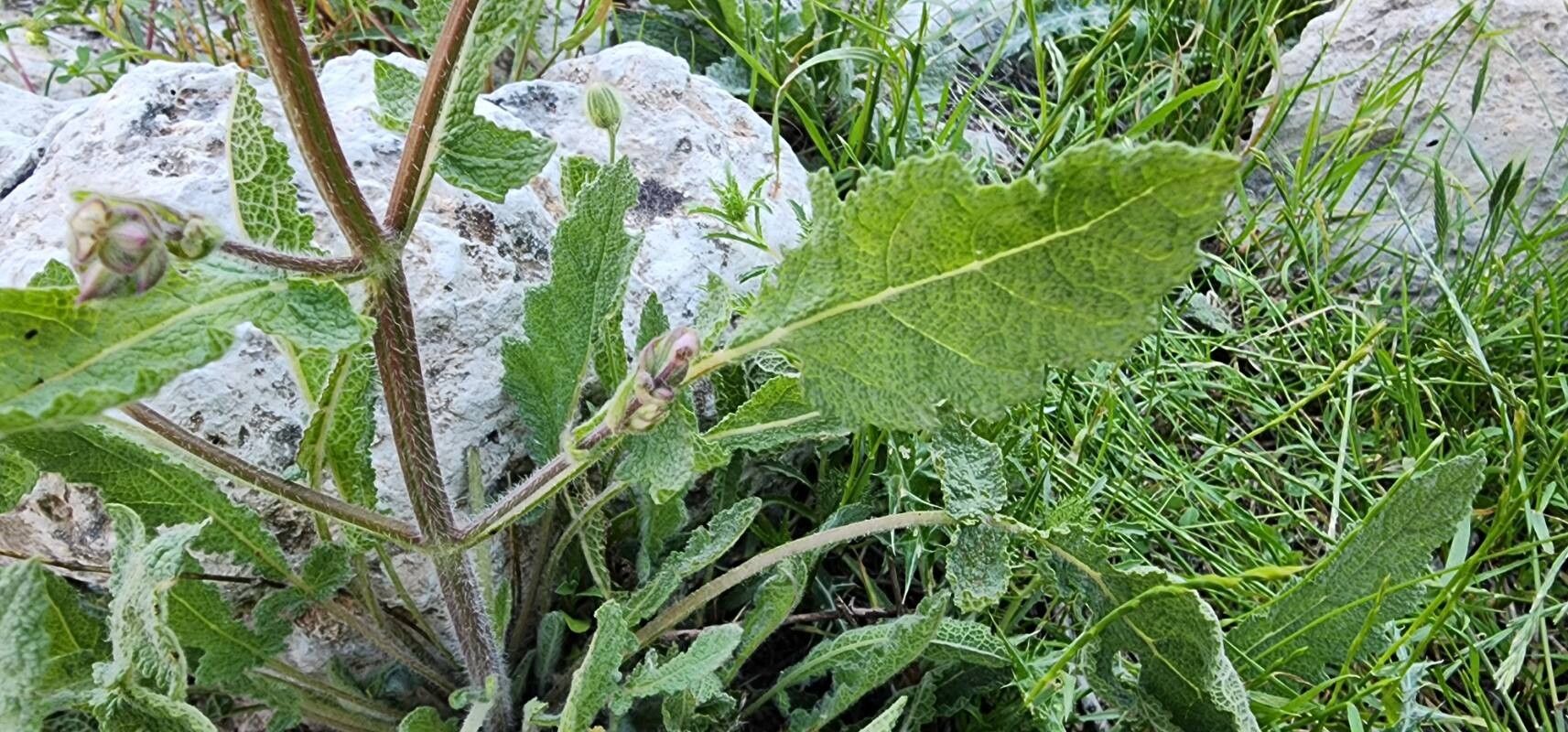 Salvia palaestina leaf