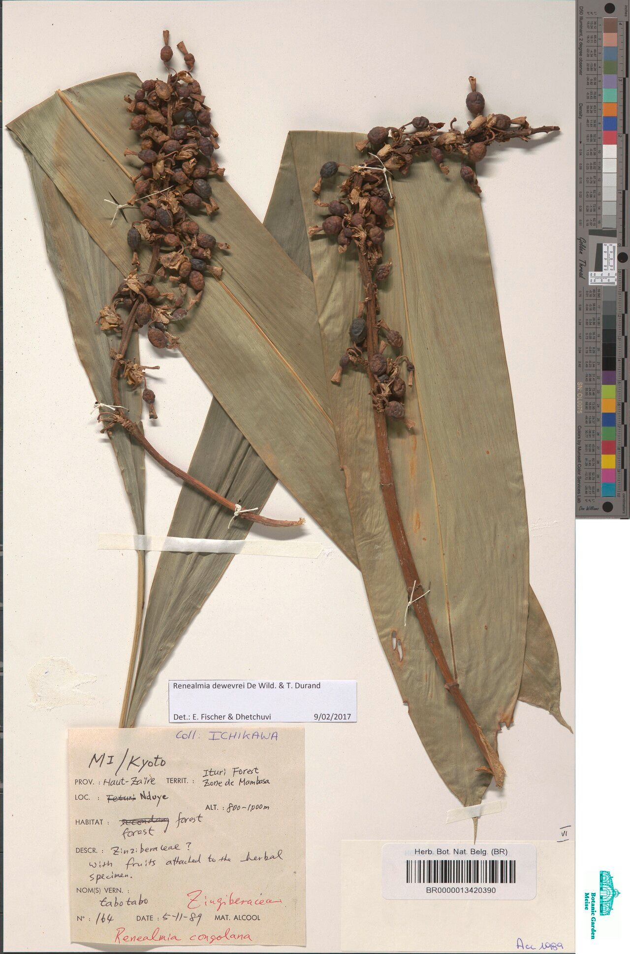 Renealmia dewevrei — search result for 'Renealmia'