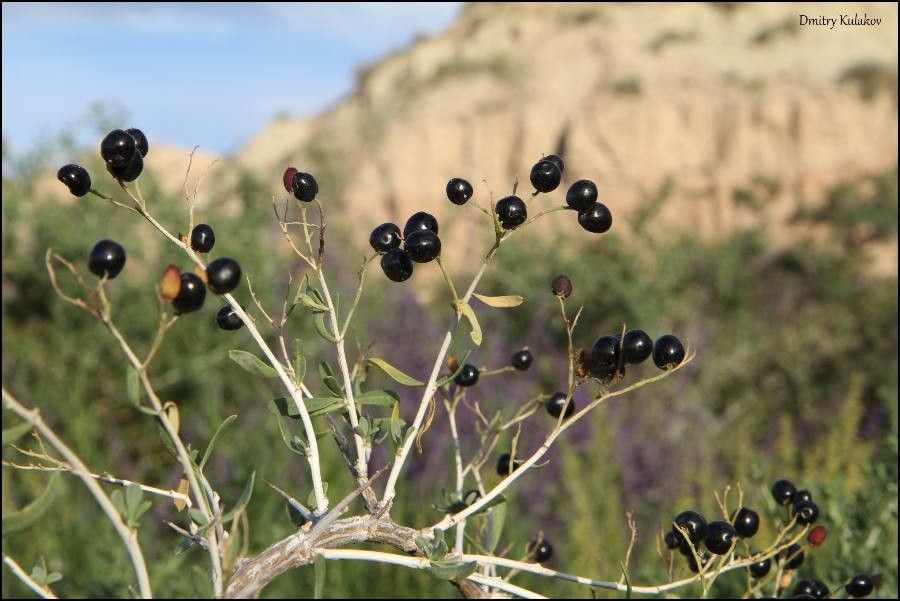 Nitraria sibirica fruit