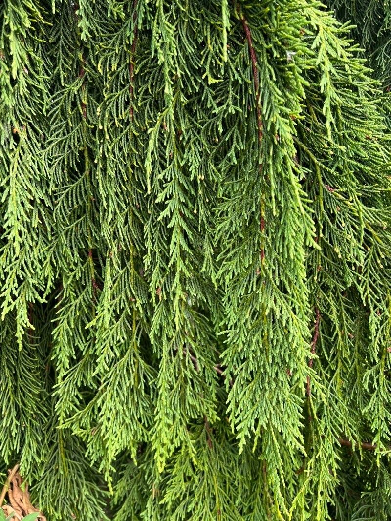 Callitropsis nootkatensis leaf