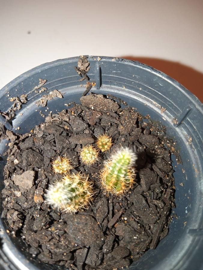 Echinopsis silvestrii leaf