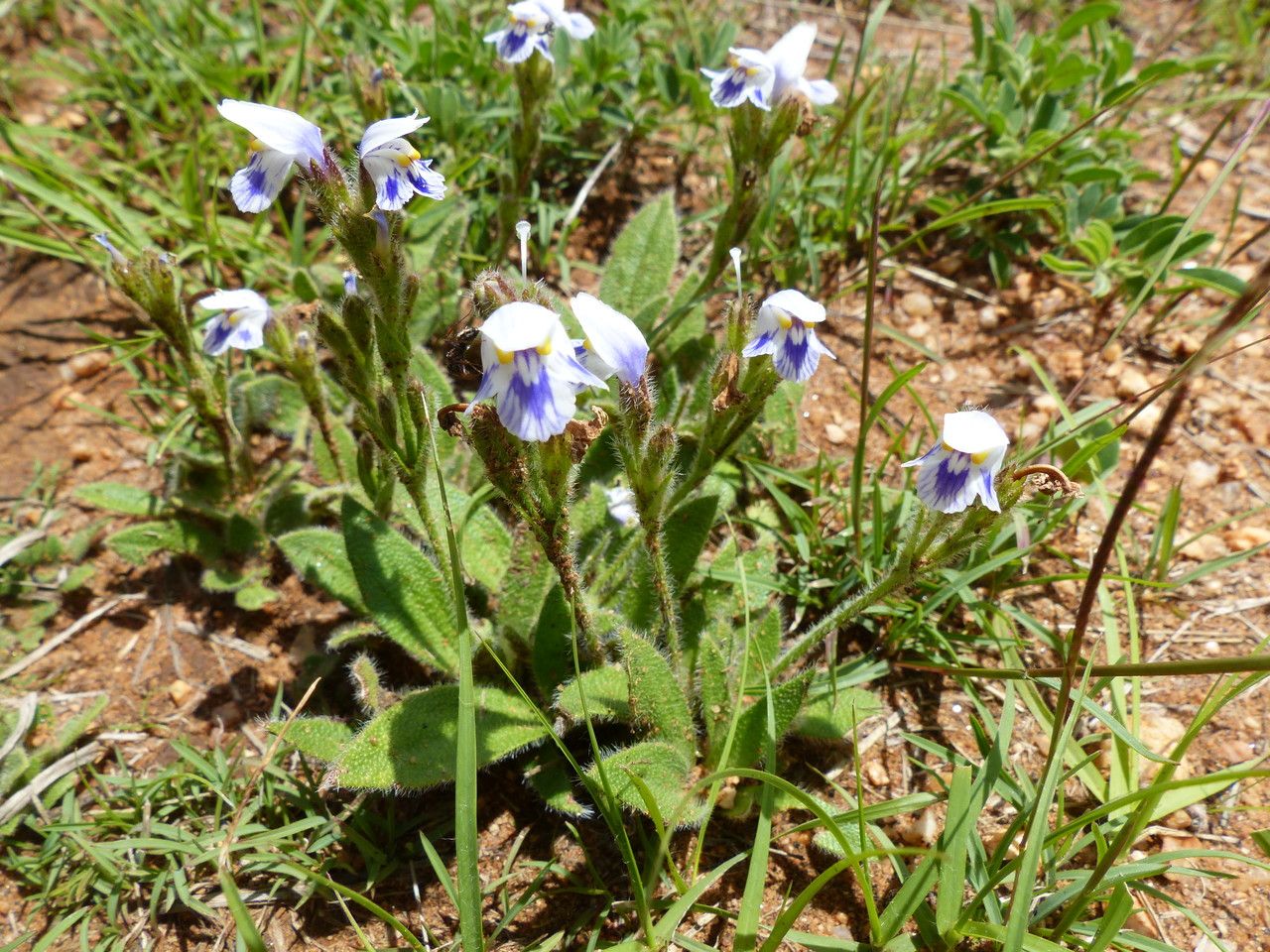 Craterostigma hirsutum habit