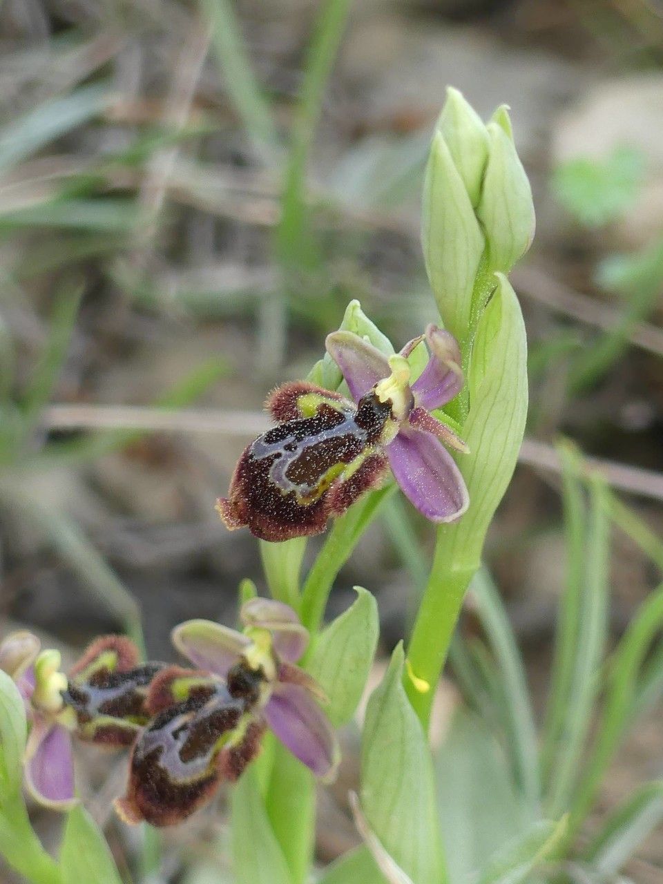 Ophrys x castroviejoi — houseplant care guide