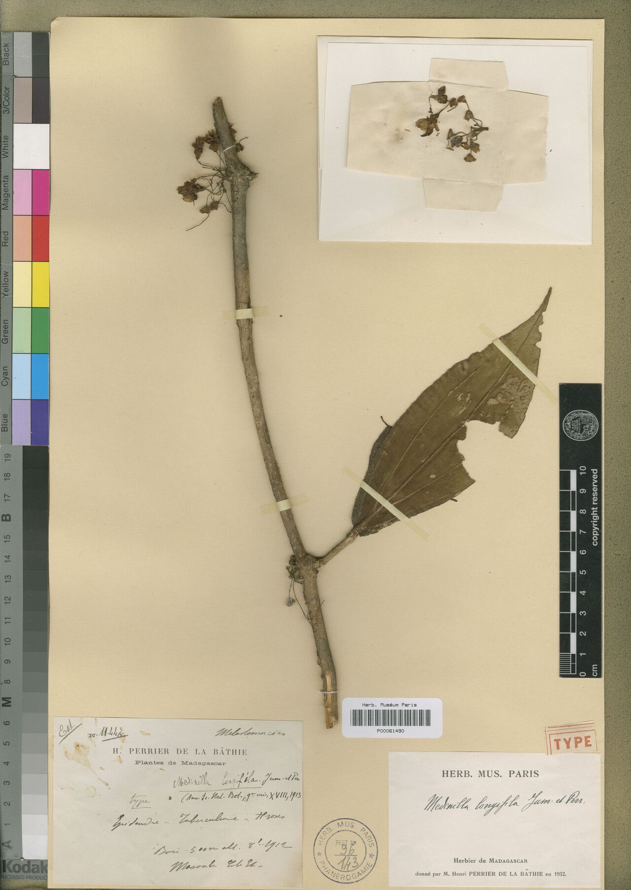 Medinilla longifila — search result for 'Medinilla'