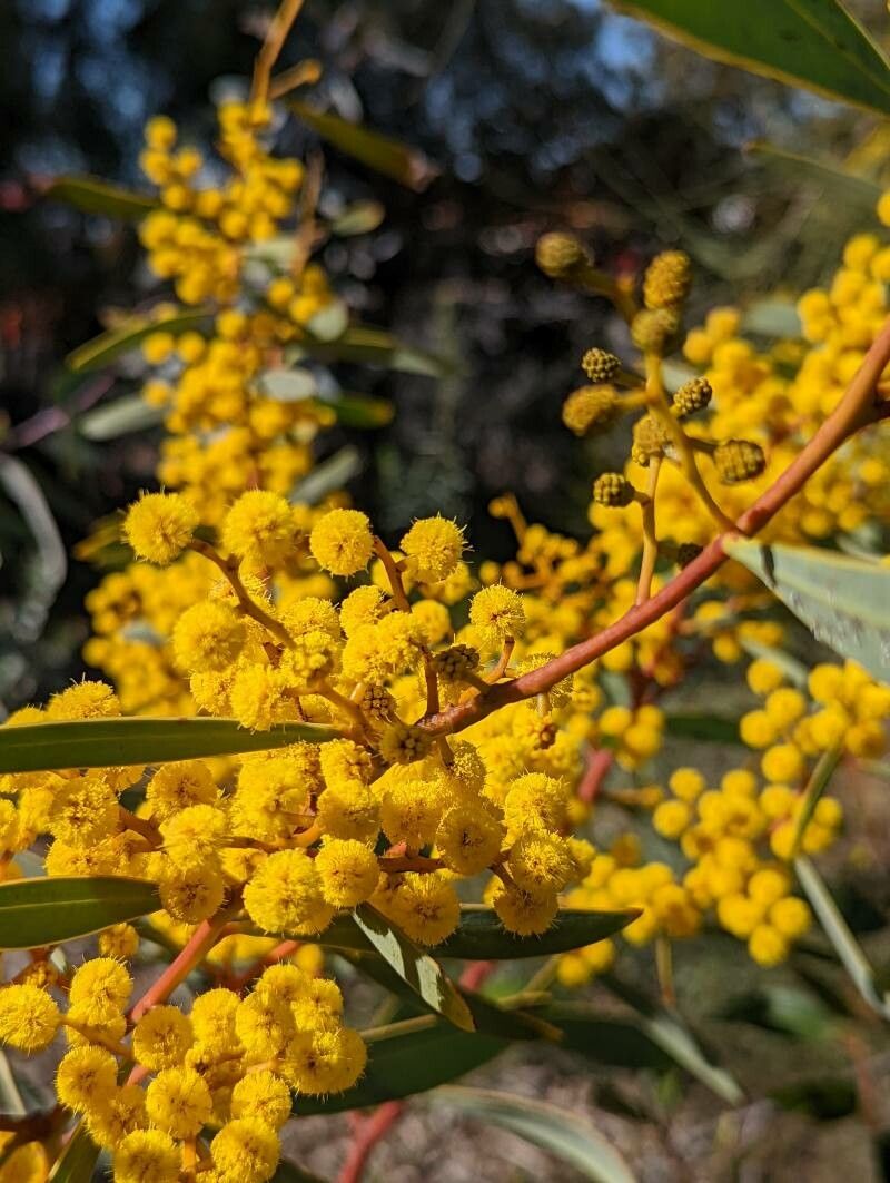Acacia notabilis flower