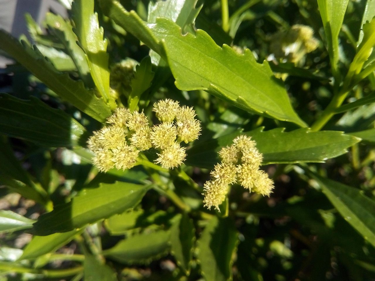 Psiadia dentata flower