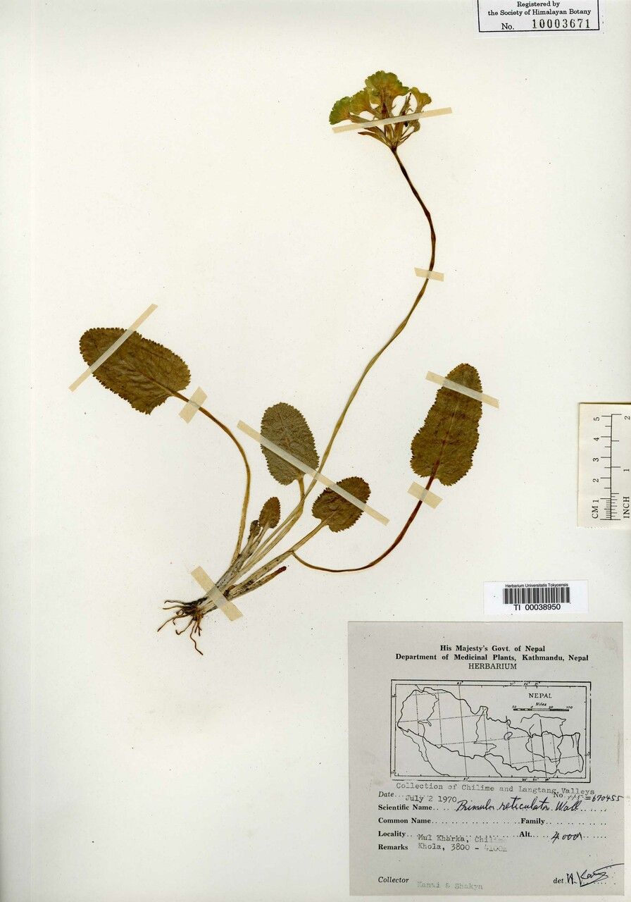 Primula reticulata other