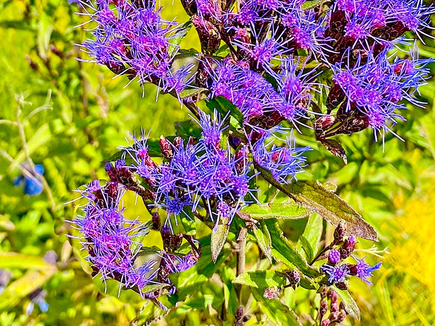 Chromolaena pulchella — search result for 'Chromolaena'