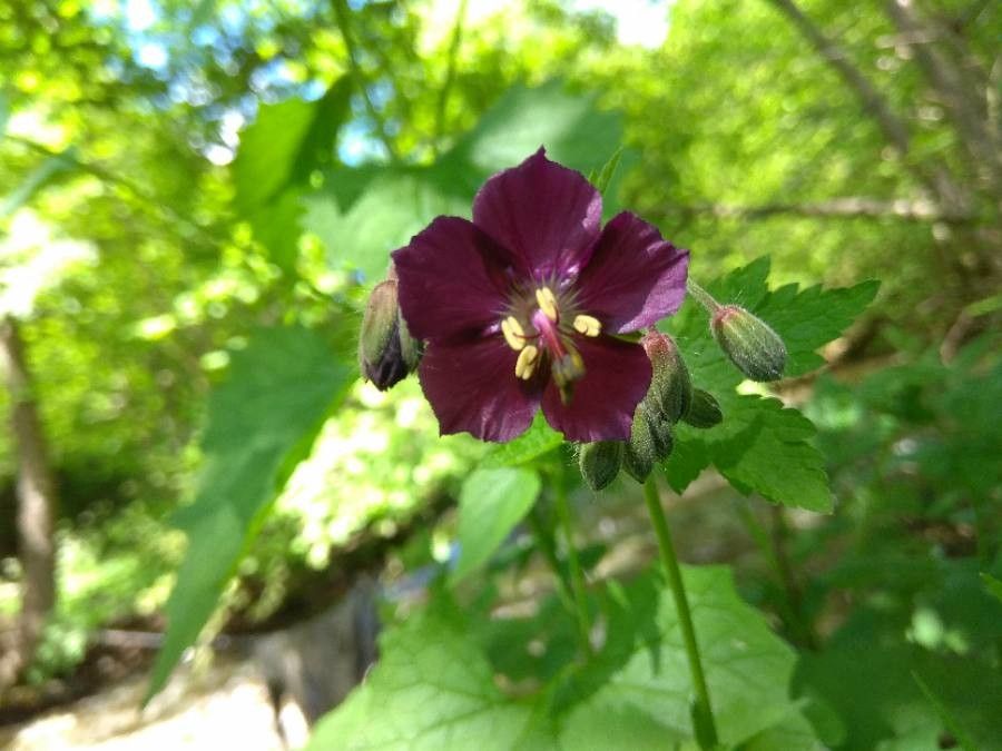 Geranium phaeum flower